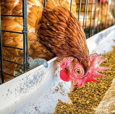 家畜高营养饲料栽培技术