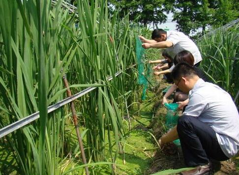 茭白田套养甲鱼技术试验