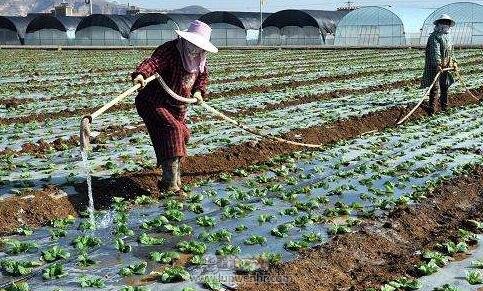 安庆地区夏秋农作物病虫害绿色防控技术