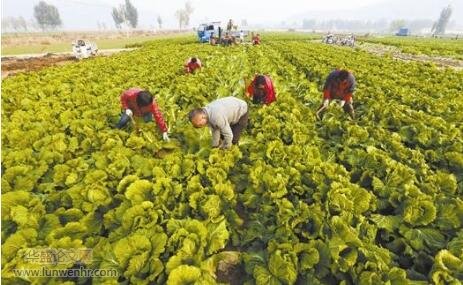 玉田县大白菜种植常见气象灾害及预防措施