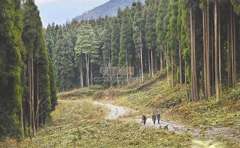 山区林业经济建设与生态环境保护