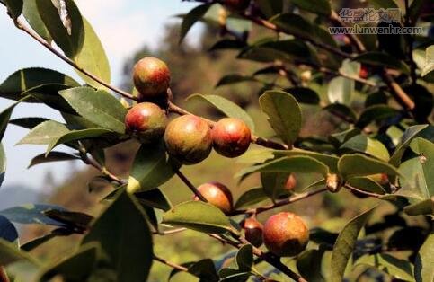 油茶幼林抚育管理改造技术研究