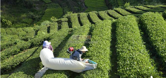 山地茶叶机械采摘技术应用分析